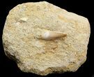 Fossil Plesiosaur Tooth (Zarafasaura) In Rock #44840-1